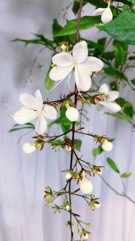 泰国垂丝茉莉花盆栽垂枝茉莉进口绿植白玉蝴蝶开花垂茉莉大苗室内 大