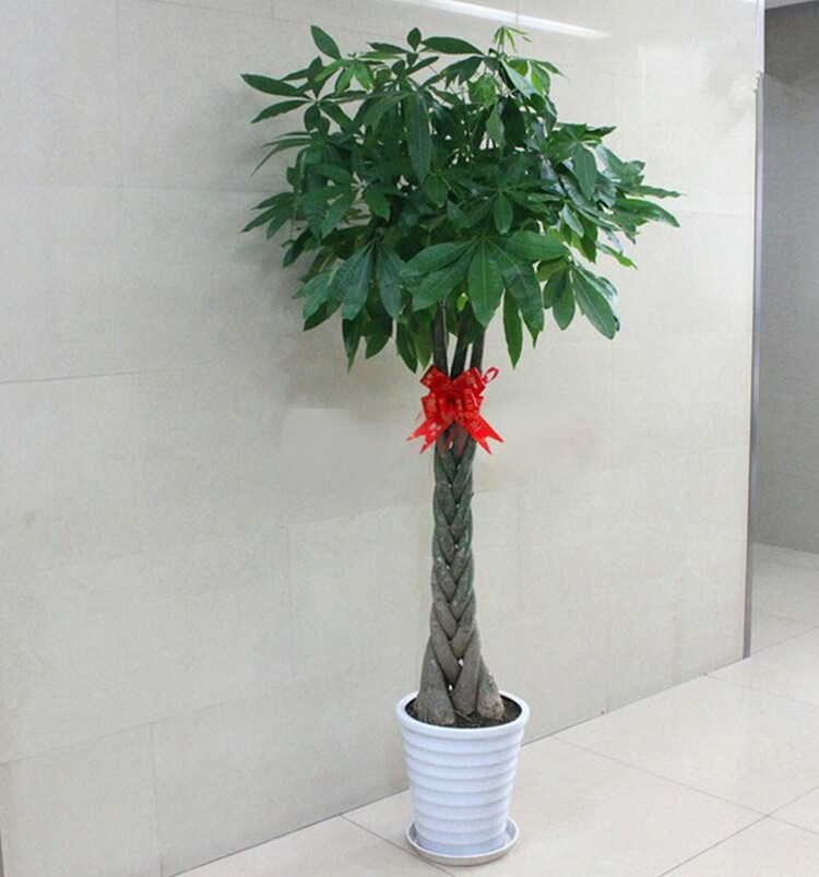 麻花鞭子树发财树桌面迷你盆栽室内盆景树大发财树盆景居家花卉 1.