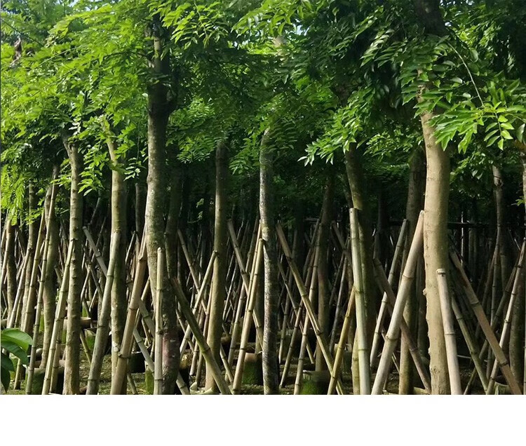 带叶发货正宗海南黄花梨树苗降香黄檀花梨母名贵苗木珍稀树种红木带土