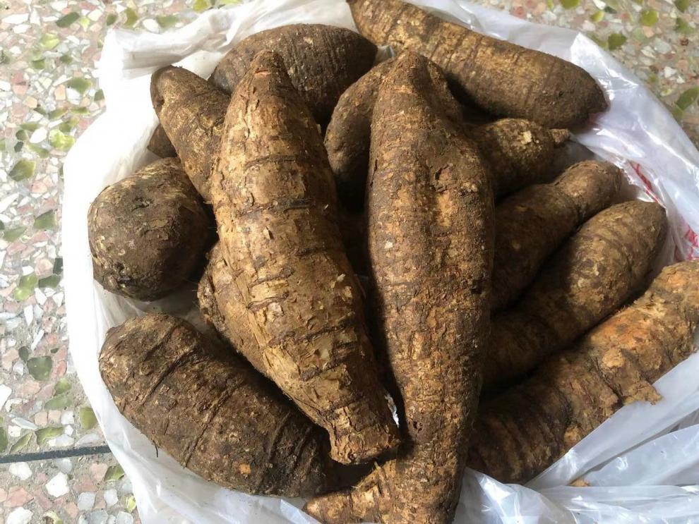 晨子章滋补养生专营店商品编号:10055003439762商品名称:牛大力野生