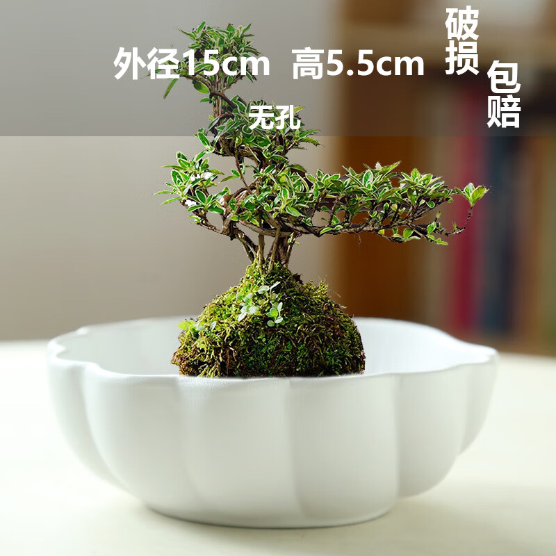 ec159313f5064e4f.jpg