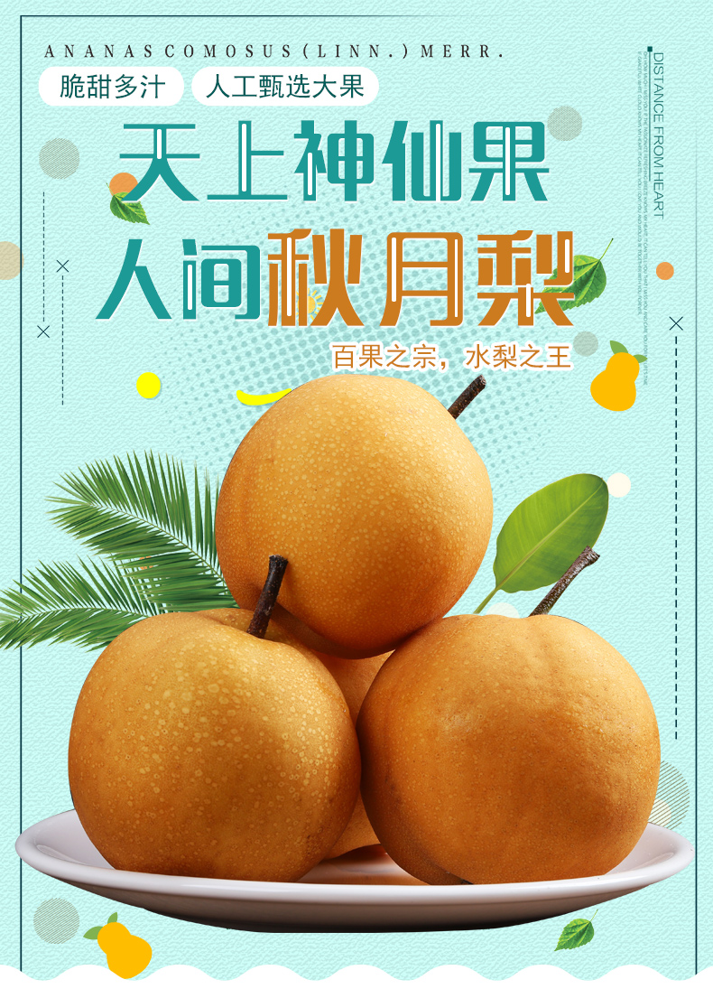 山东莱阳羊脂秋月梨冰糖梨丰水梨新鲜水果净重25kg装大果