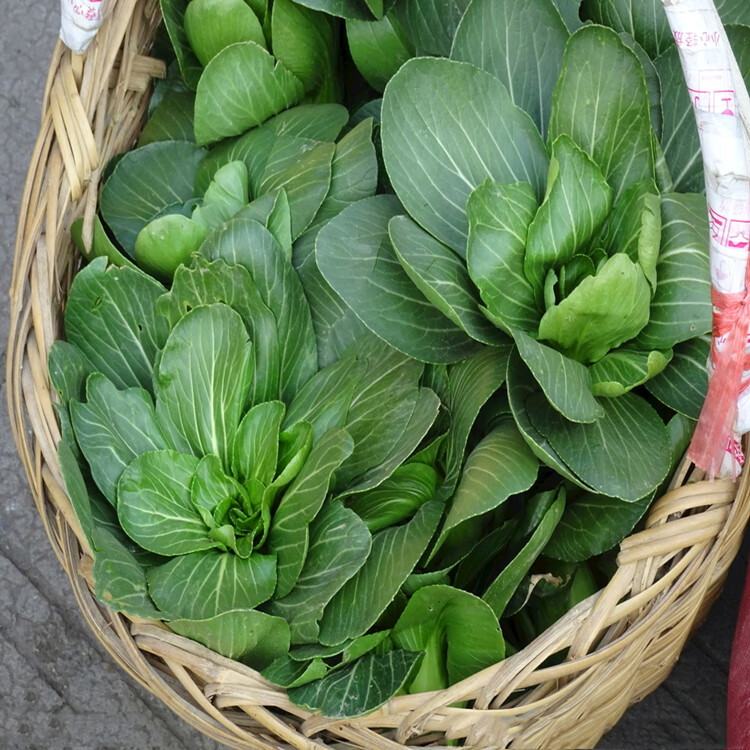 矮脚青梗菜种四倍体黑大头青菜种子子籽耐寒苏州青菜籽蔬菜种孑 大叶