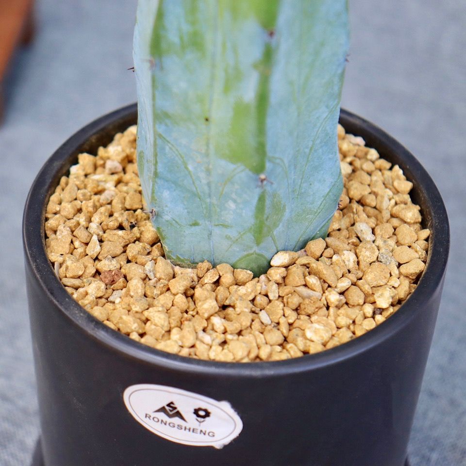 龙神木仙人柱 仙人球蓝色少刺网红仙人掌福禄寿室内多肉植物盆栽