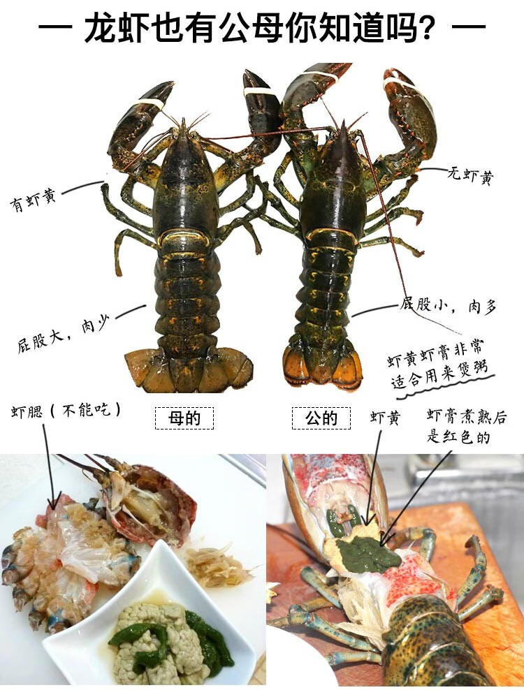 龙虾品种大全图解真实图片
