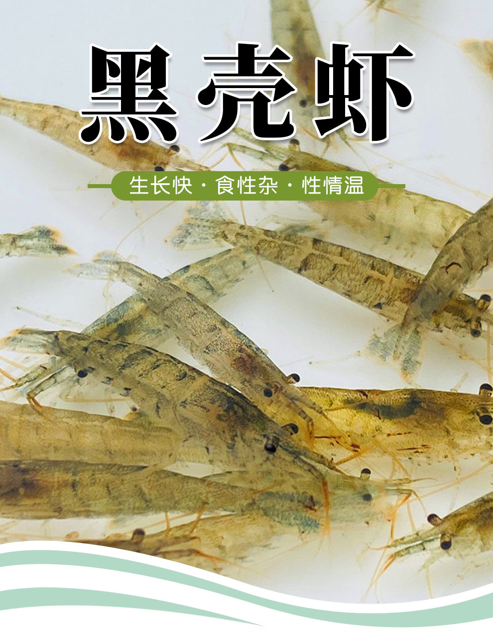 鱼多趣黑壳虾鱼缸水草缸杂质清洁除藻工具淡水观赏虾大和藻虾活体饲料