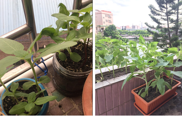 花種子向日葵種子高產瓜子種大粒向日葵種子大型向日葵花籽高產食用