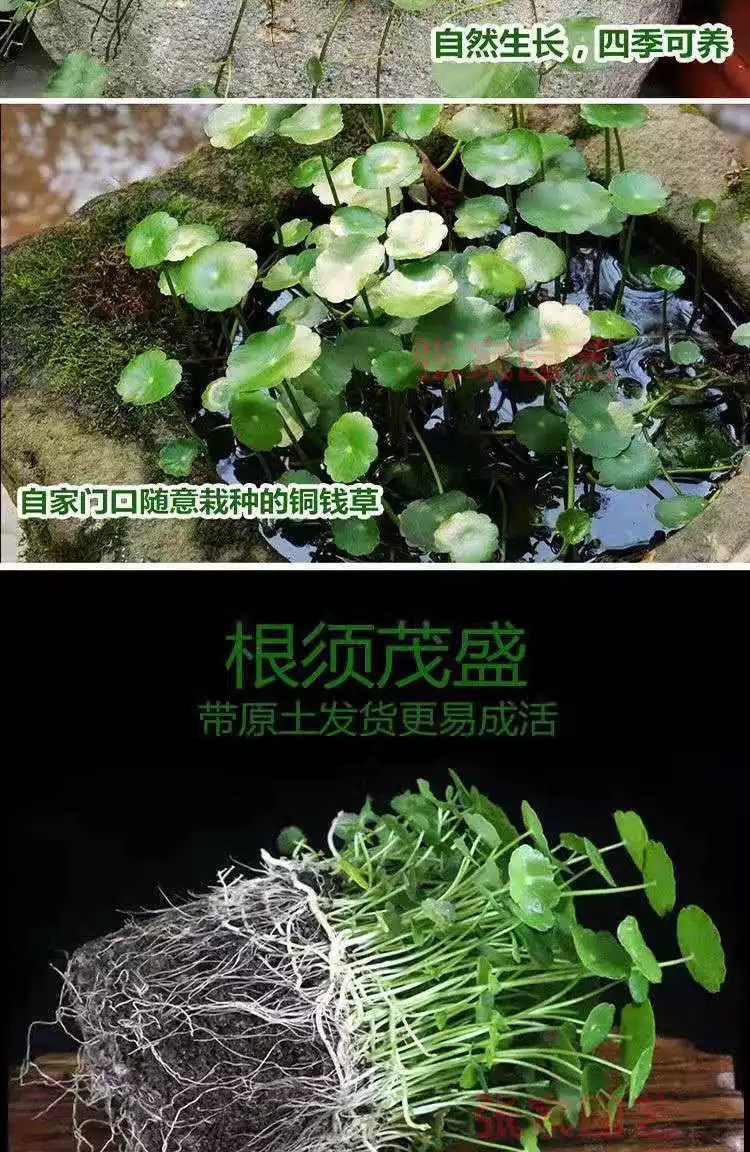 4，銅錢草水培植物辦公室桌麪盆栽金錢草花卉室內水養綠植 銅錢草帶葉2盆+肥【不含盆】