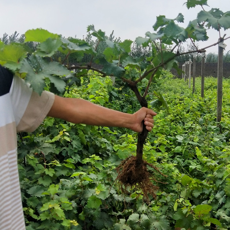 唯友weiyou白牛奶葡萄苗盆栽地栽南方北方种植蓝宝石葡萄树苗当年结果