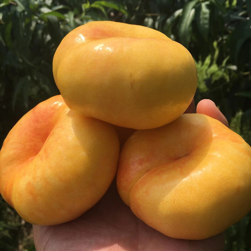 黄油蟠桃新鲜水果黄心桃蒙阴蜜脆桃当季扁桃子黄肉5斤