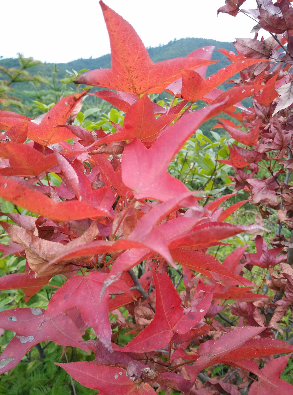 三角枫与五角枫的优缺点(三角枫与五角枫的优缺点区别)