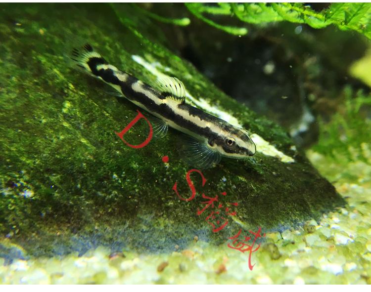熊猫鳅 黑白鳅热带观赏鱼草缸工具鱼 观赏虾缸可混养的小型除涡虫 方