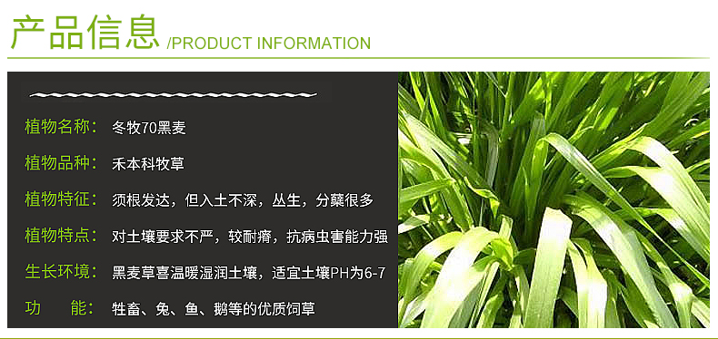 绿化草种草籽批发