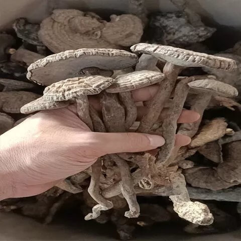 有仁堂云南乌芝香血灵芝 血灵芝 长皱盖灵芝 假芝 血灵芝整枝发货 血