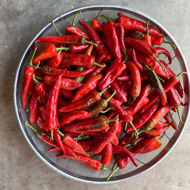新鲜土红辣椒安徽霍山农露天笨椒泡椒土椒尖椒下单现采500g份 2500g