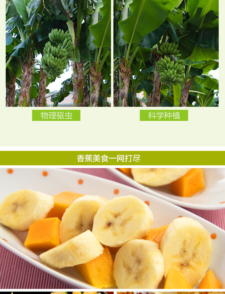 芬果时光 新鲜国产甜香蕉 软糯香甜新鲜水果 4-4.5斤装