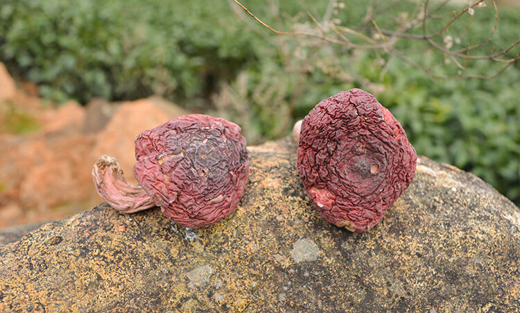 晨臻5折 福建大红菇武夷山野生正红菇红椎菌红姑红磨菇新货500g 货