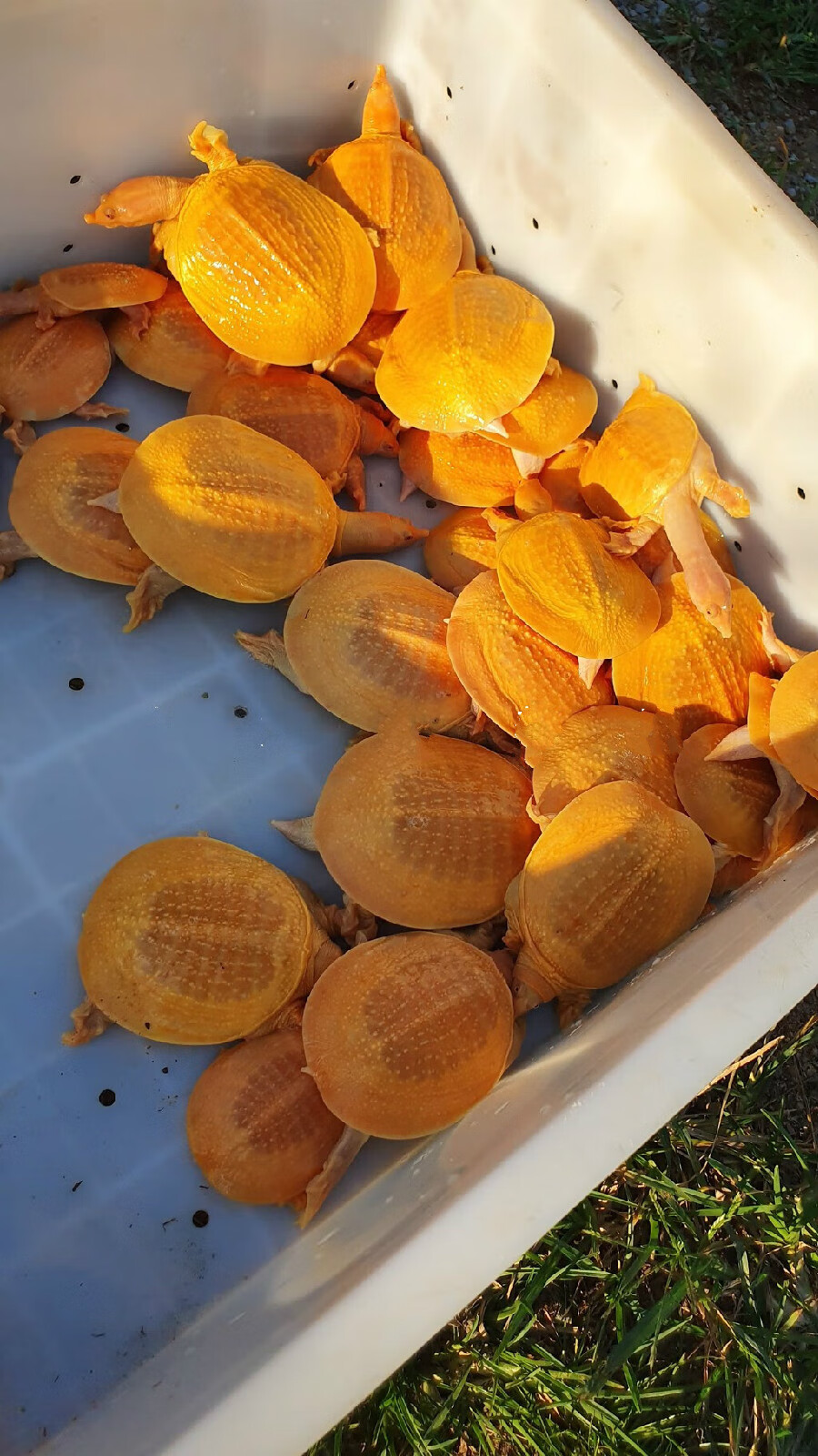 ajaj黄金鳖观赏鱼深水鳖黄化鳖变异宠物深水龟鳖红眼金身龟鳖黄金龟鳖