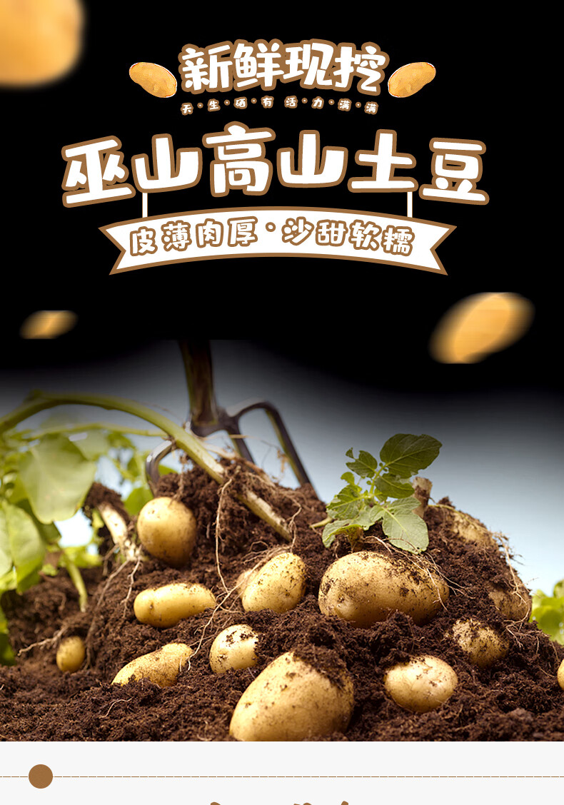 【新品】现挖巫山高山土豆 粉糯香甜 5斤中土豆【图片 价格 品牌 报价