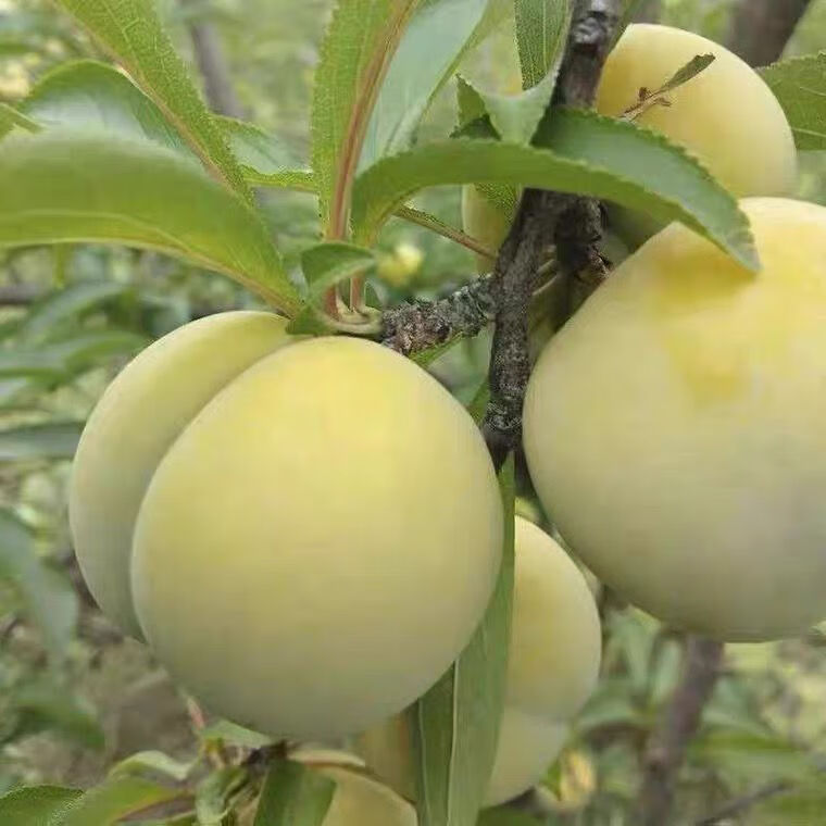 现摘顺丰礼盒六马镇蜂糖李贵州李子新鲜脆甜蜂蜜李子孕妇水果脱骨李大