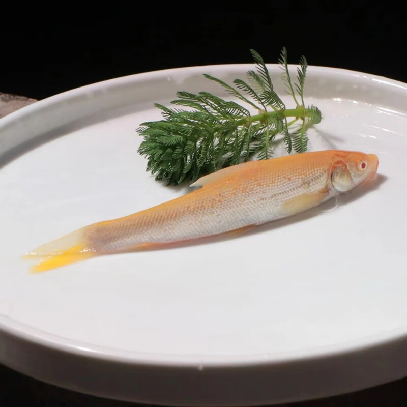 龙赤目鳕鱼大鳞鲃鱼苗冷水观赏食用鱼活体包活顺丰慢镜头 红眼鳕鱼 10