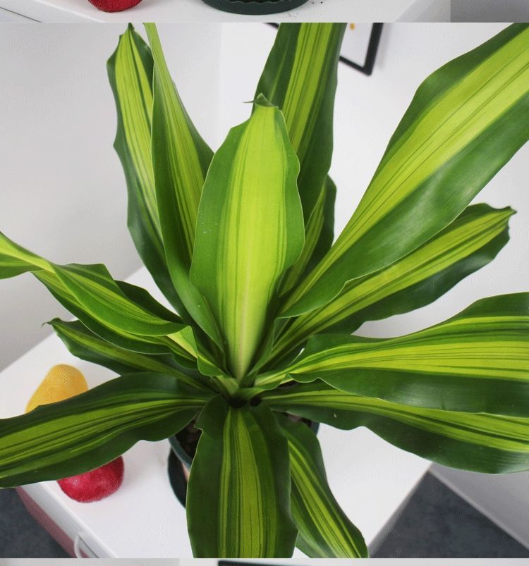 金心也门铁盆栽金边巴西木铁树香龙血树龙须树植物室内观叶盆栽 40