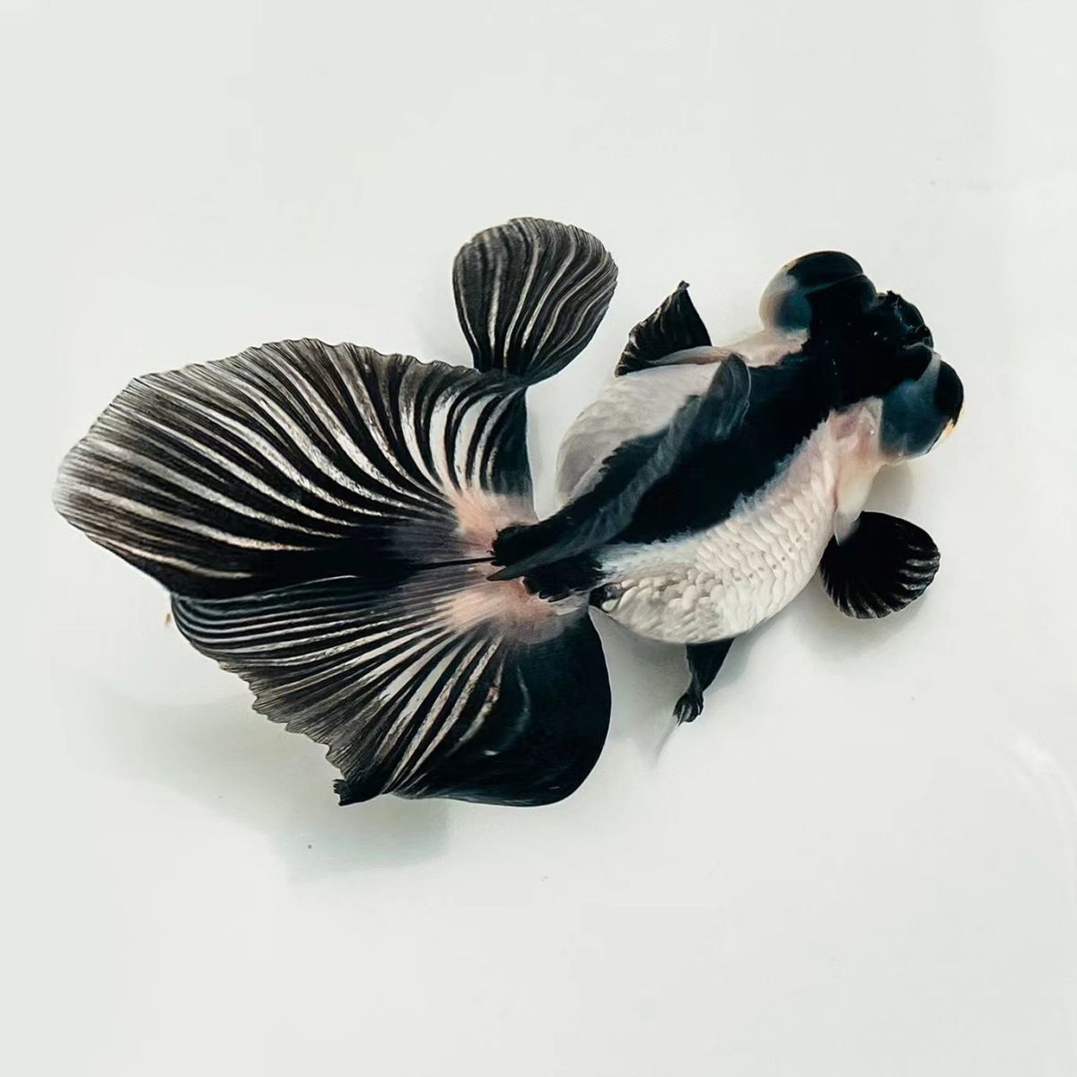 荣郁珍珠金鱼观赏鱼精品珍珠活体皇冠鼠头珍珠五花红白黑珍珠包活鱼苗