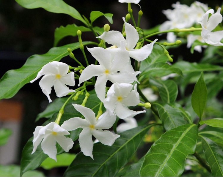 帅轩 银丝茉莉 盆栽风车茉莉 常青爬藤植物络石藤 庭院爬藤万字茉莉