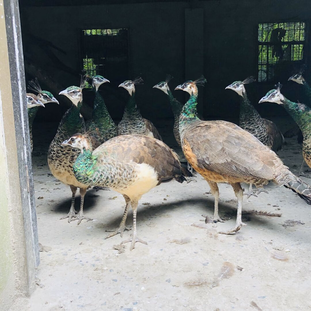 孔雀活體 苗 白孔雀 觀賞鳥 孔雀幼崽 寵物鳥 全國發貨 六年藍孔雀公