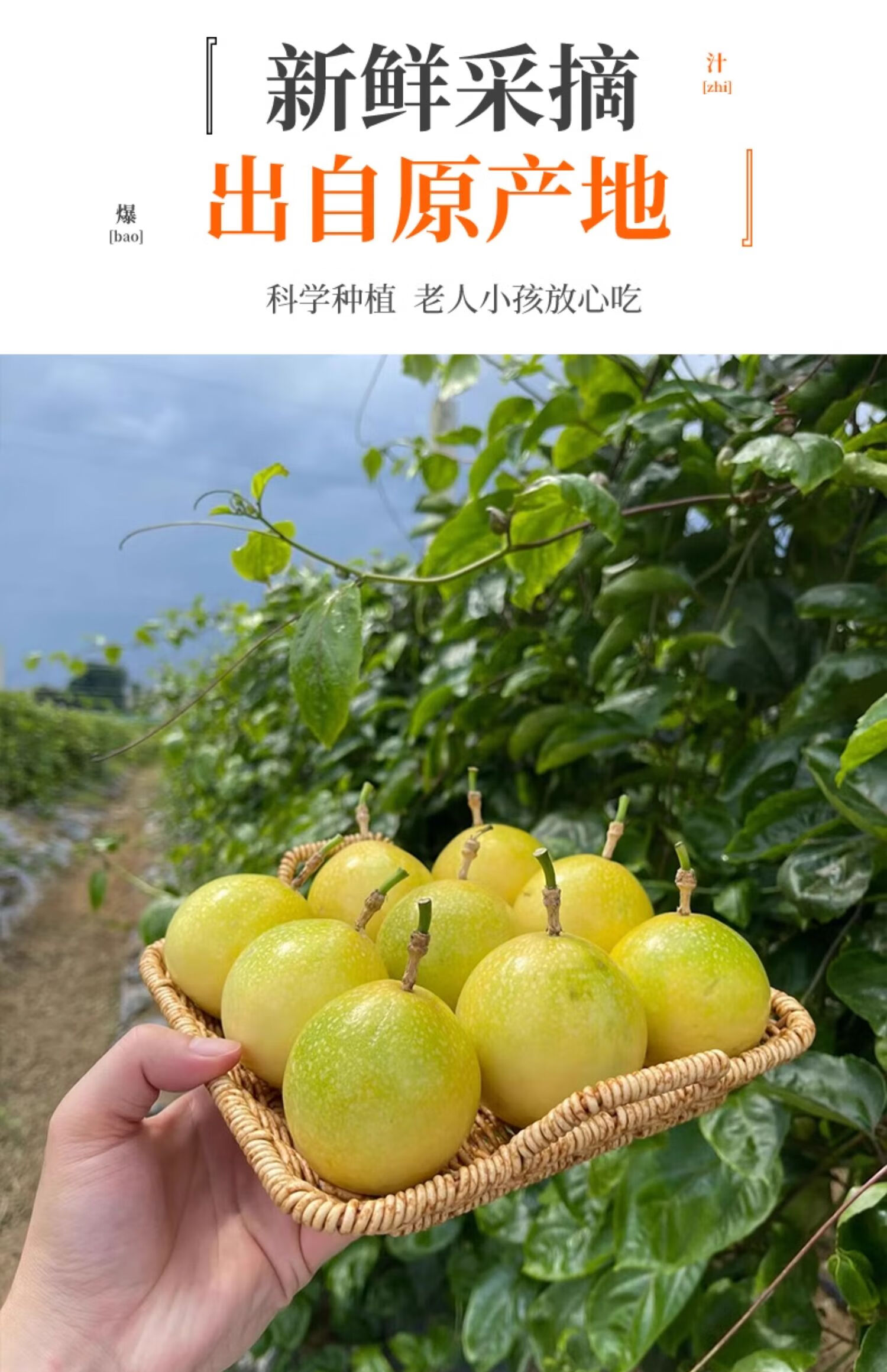 8，鮮其黃金百香果欽蜜9號新鮮水果儅季整箱百香果原漿 中果5斤裝 精選黃金百香果