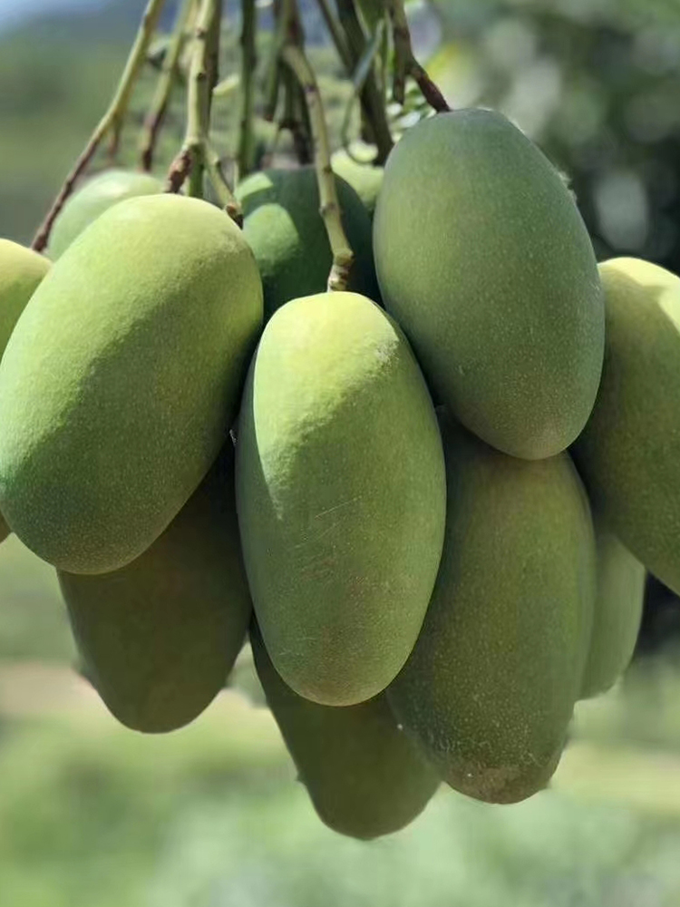 四川攀枝花特产椰香芒果10斤树上熟孕妇新鲜水果青芒农产品鸡蛋芒 5斤