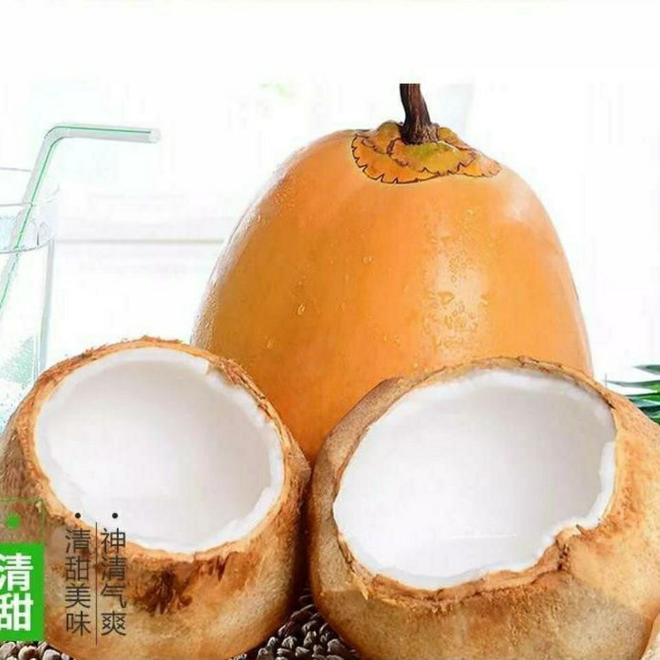 海南金椰现摘新鲜带皮椰青黄金椰子当季孕妇水果补羊水黄椰整箱 黄金