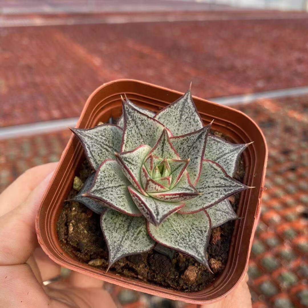 百合锦多肉植物精品多肉小萌物贵货多肉满38涵涵肉多多 三颗百合锦