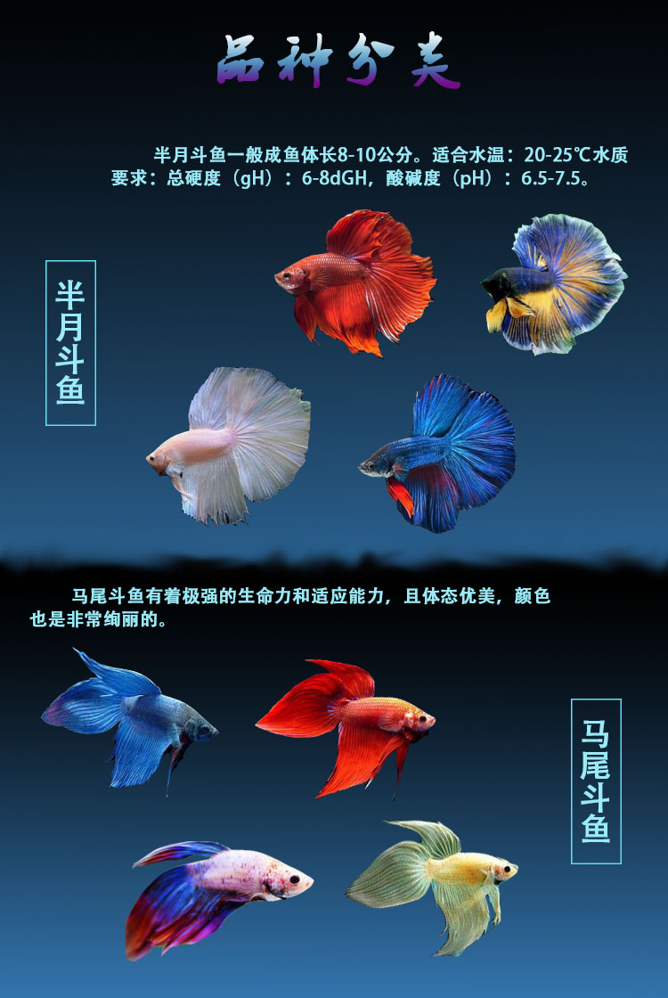 泰国斗鱼活体半月狮王马尾斗鱼抱卵母鱼活体热带鱼观赏小型鱼 透明