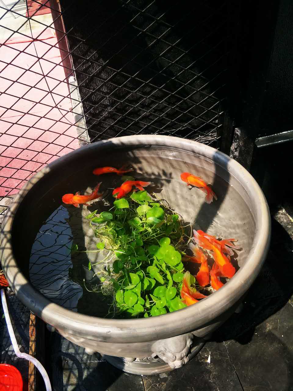 加大鱼缸泥盆陶瓷鱼缸养鱼缸乌龟缸荷花缸睡莲缸虎头盆70cm直径鱼盆