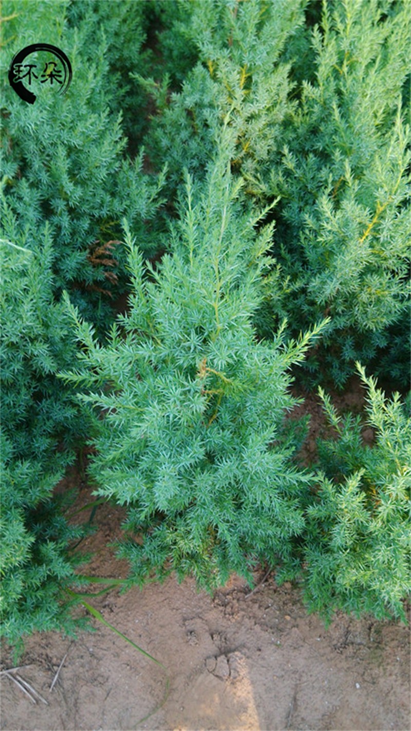 蜀桧柏川柏塔柏桧柏柏树苗宝塔松树苗侧柏清明墓地绿化扫墓树苗松柏