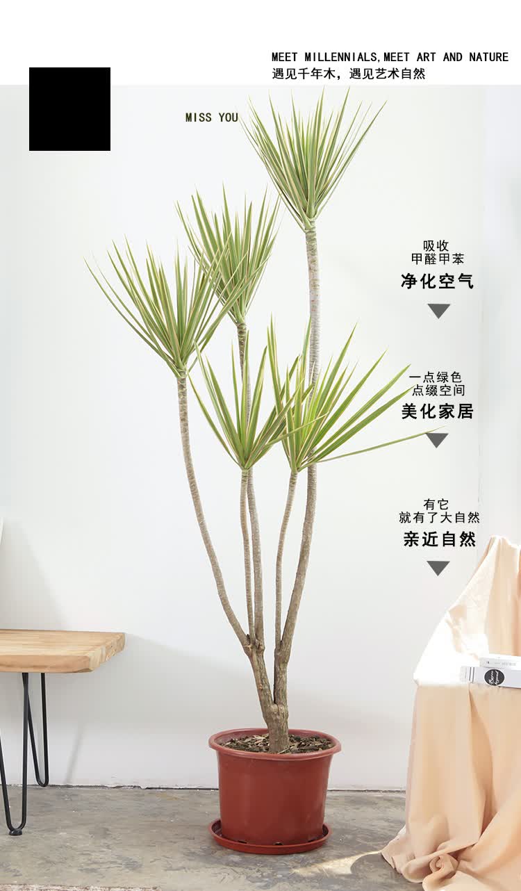 新款pottedplant大型绿植北欧网红千年木马尾铁造型盆栽含盆 金边160