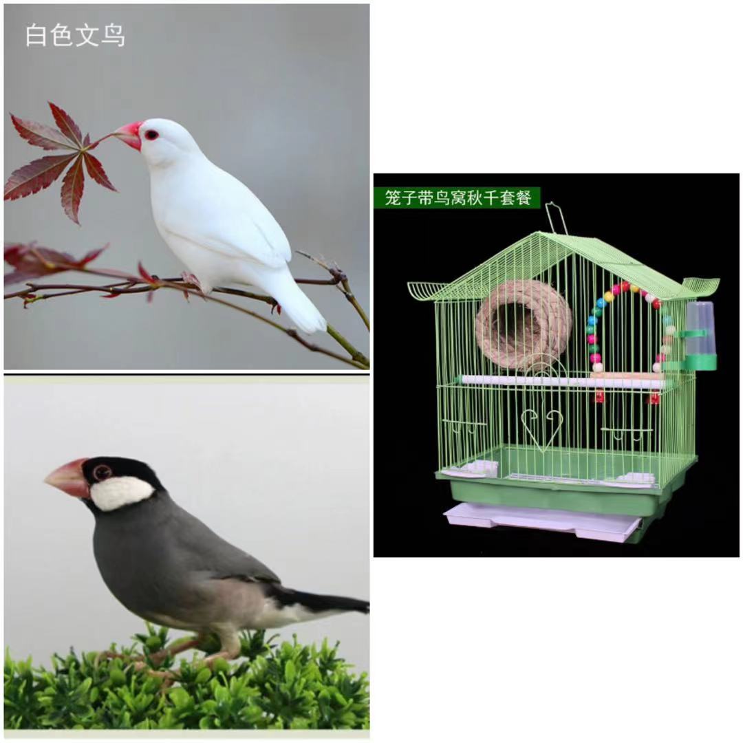 ajaj七彩鸟活体小型宠物鸟观赏鸟珍珠鸟活物灰白鸟活体鸟粮蓝背一只