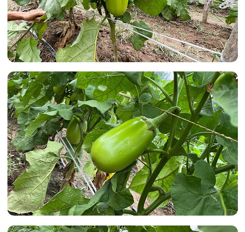 原产地:北京品种:茄子货号:170925商品毛重:1.