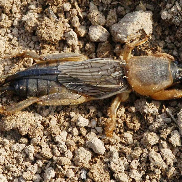 【京品严选】中药材新货蝼蛄干拉拉蛄 土狗 地狗新