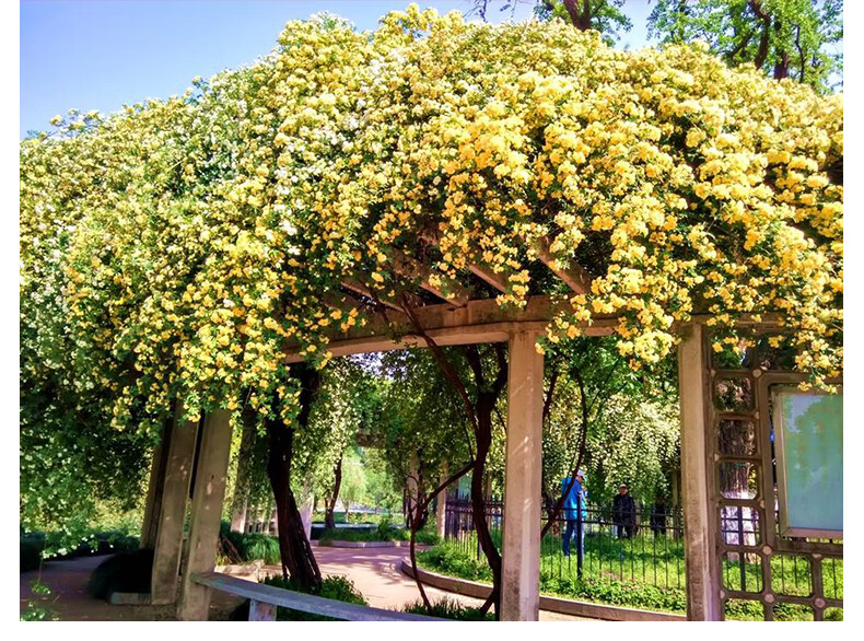 木香花苗七里香盆栽爬藤植物浓香四季甜蜜红木香花苗蔷薇攀援花卉红色