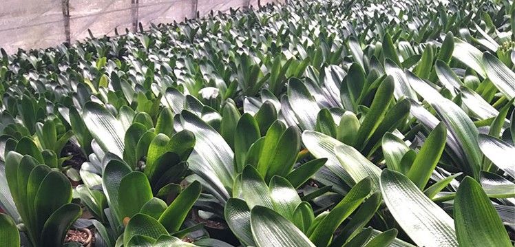 批发植物花草在什么地方