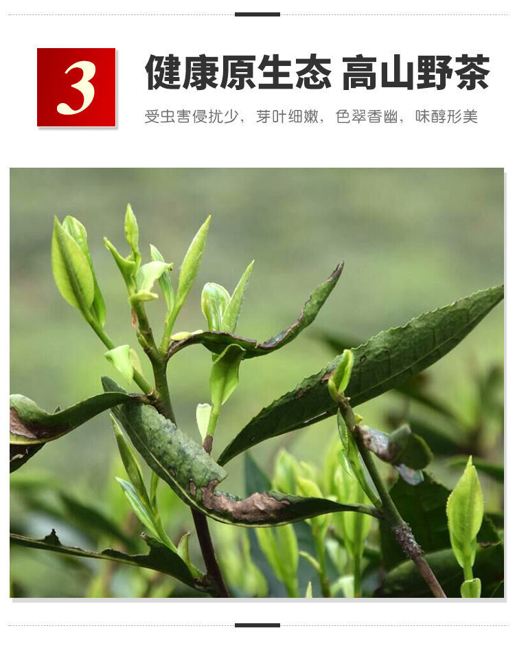 高山野茶简介图片