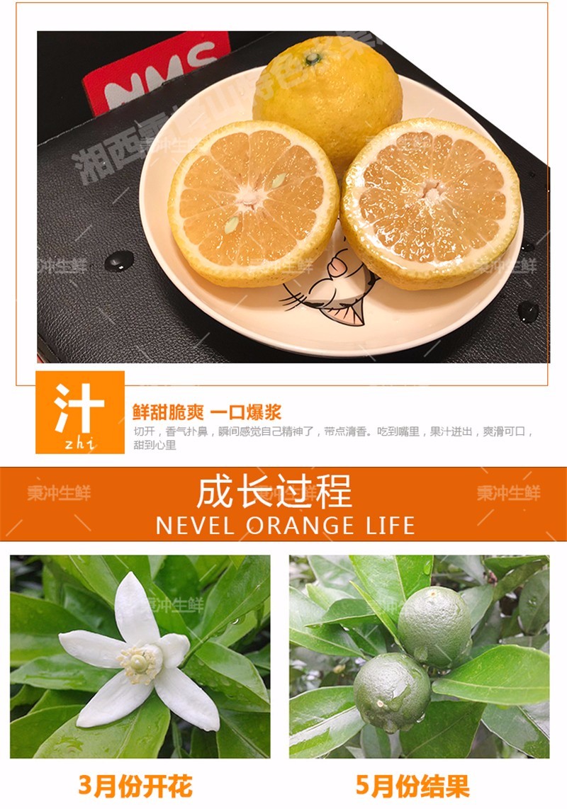湖南怀化雪峰山黄金贡柚 春香柚 小柚子 9斤大果 (果径75-85mm)