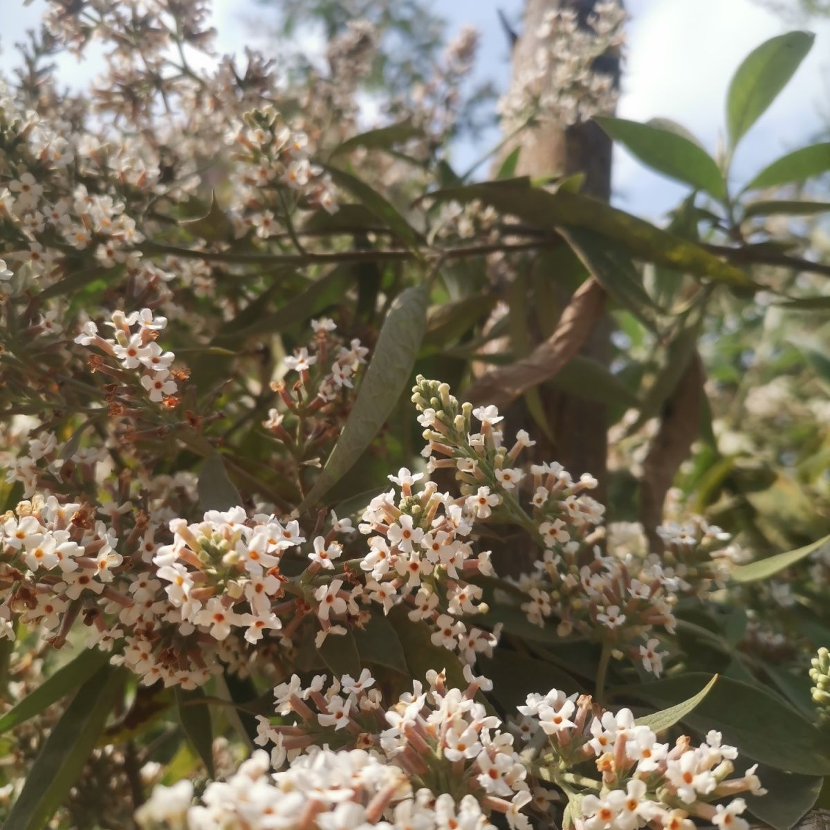 新货贵州黄饭花染饭花天然糯米染色密蒙花茶中药野生密蒙花 500克1斤