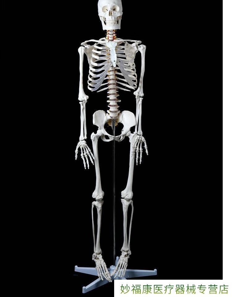 人体骨骼模型骨架全身小白骷髅人迷你仿真教学可拆卸d46170骨骼附神经