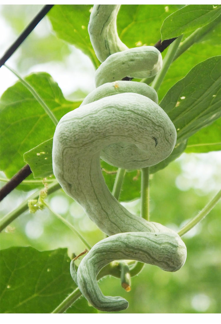 芗苒蛇瓜蛇瓜种籽种子苗四季长蔬菜孑巨型丝瓜南方蛇豆角春季30g散装