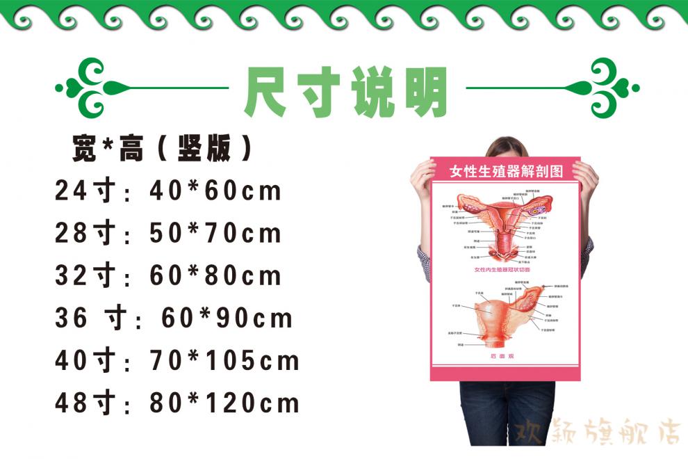 医院宣传挂图子宫 妇科海报宫颈疾病示意图 女性生殖解剖图 相纸(厚