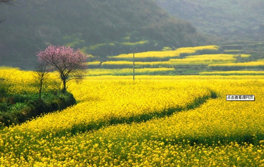 珂瑋榨油觀賞油菜花種子榨油原料菜籽種子蔬菜觀賞型油菜籽500克