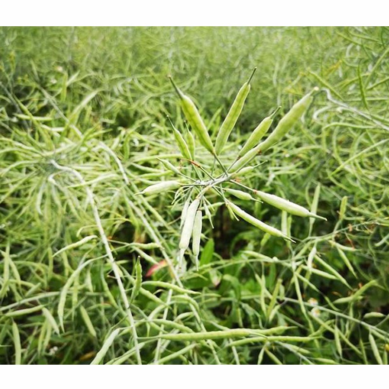 高产油菜花籽种孑南北方耐寒适应性广出油率高油菜籽种子 秦油二号约